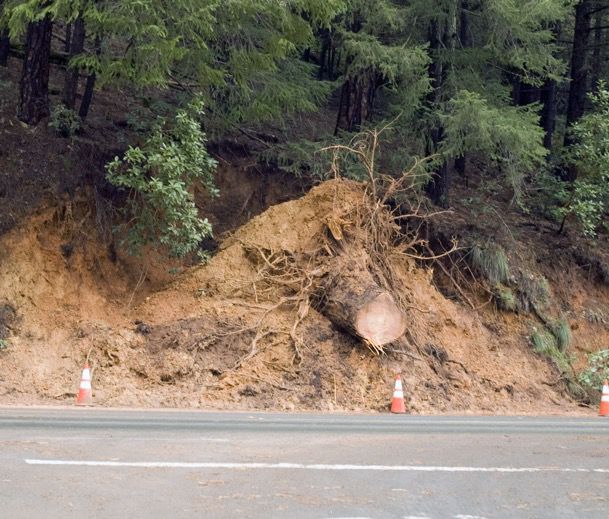 Downed tree